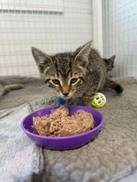 Sky, an adoptable Domestic Short Hair in Brookings, OR, 97415 | Photo Image 1