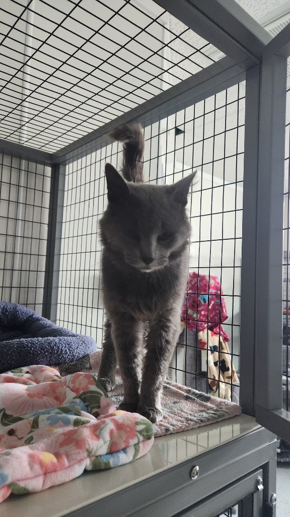 Bacon, an adoptable Domestic Short Hair in Brookings, OR, 97415 | Photo Image 1