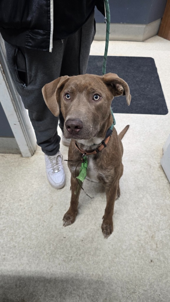 Hambrick, an adoptable Weimaraner, Mixed Breed in Virginia, MN, 55792 | Photo Image 1
