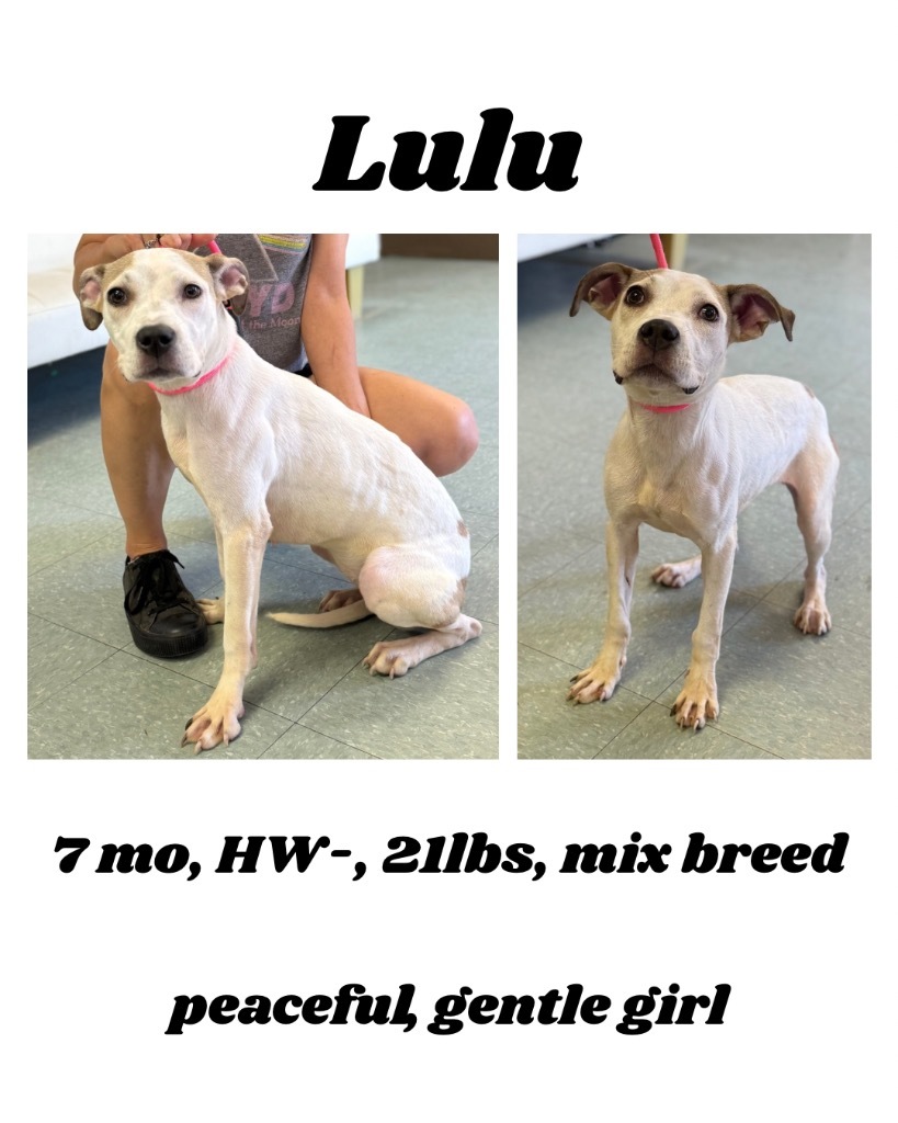 Lulu