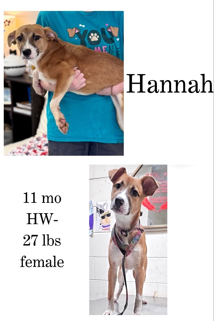 Hannah