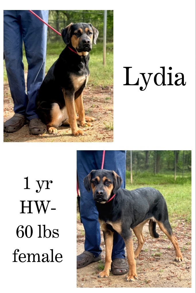 Lydia