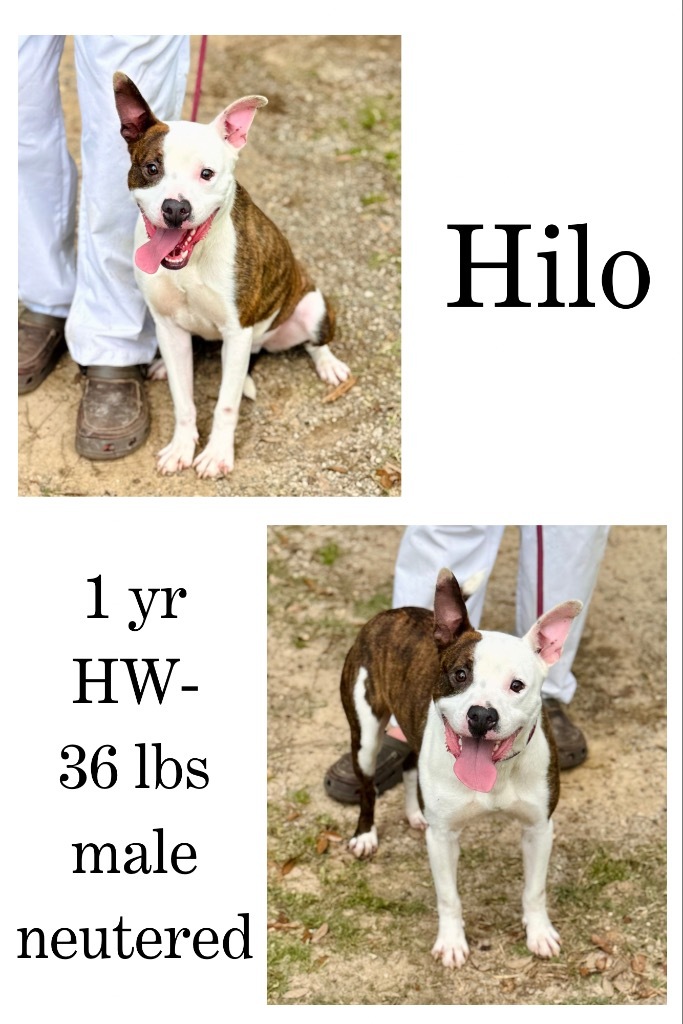 Hilo
