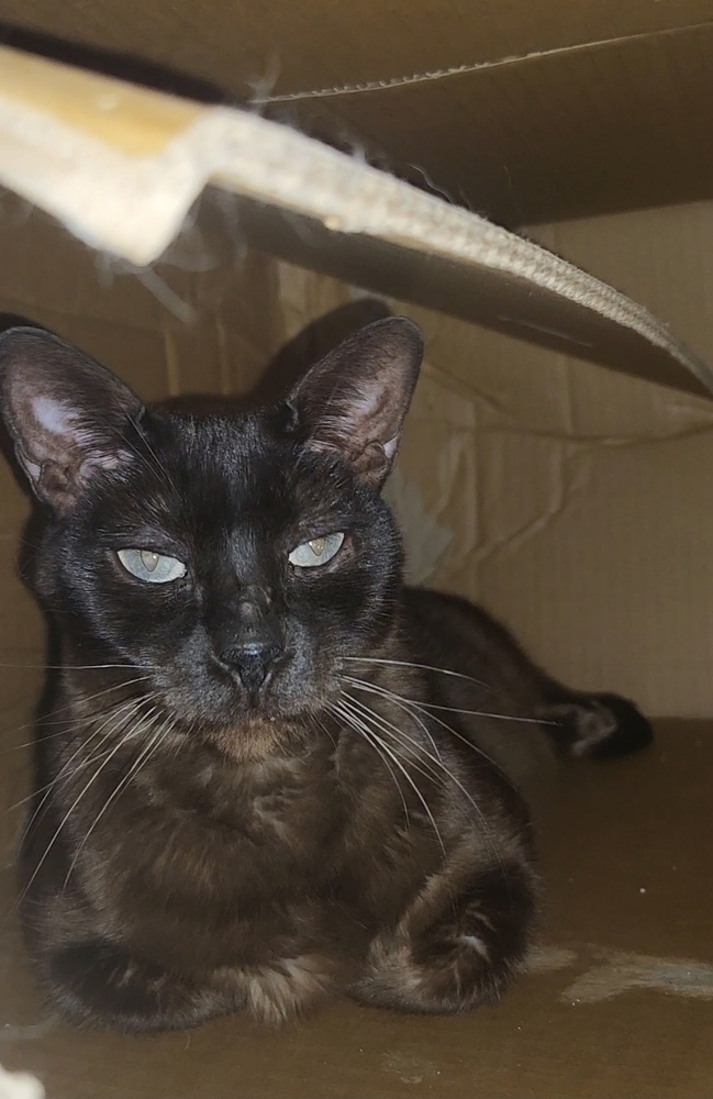 Quiggy, an adoptable Burmese in Ocala, FL, 34475 | Photo Image 1