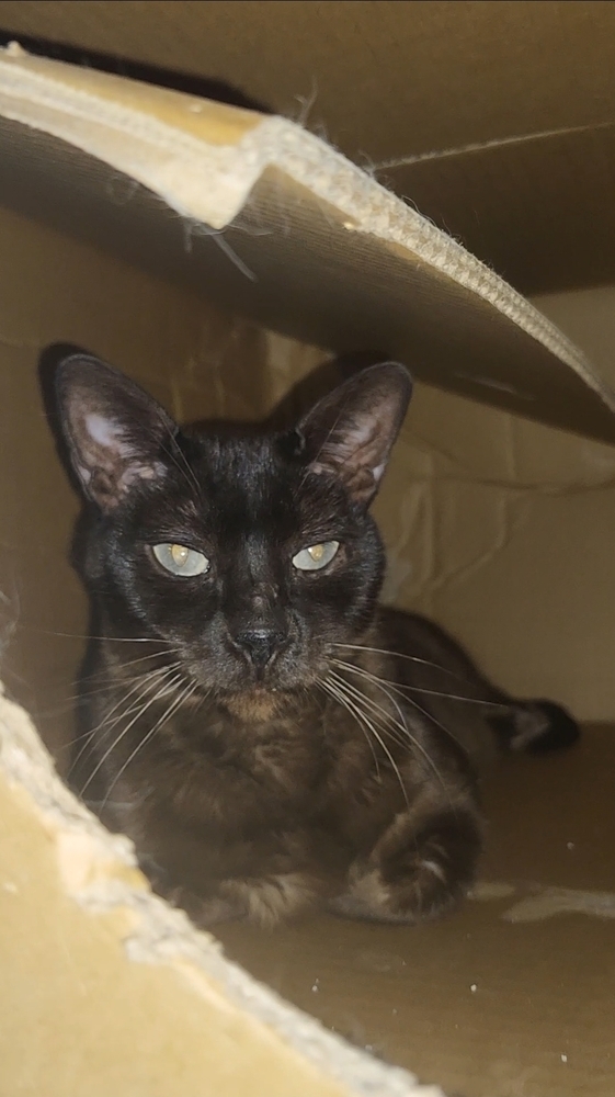 Quiggy, an adoptable Burmese in Ocala, FL, 34475 | Photo Image 2