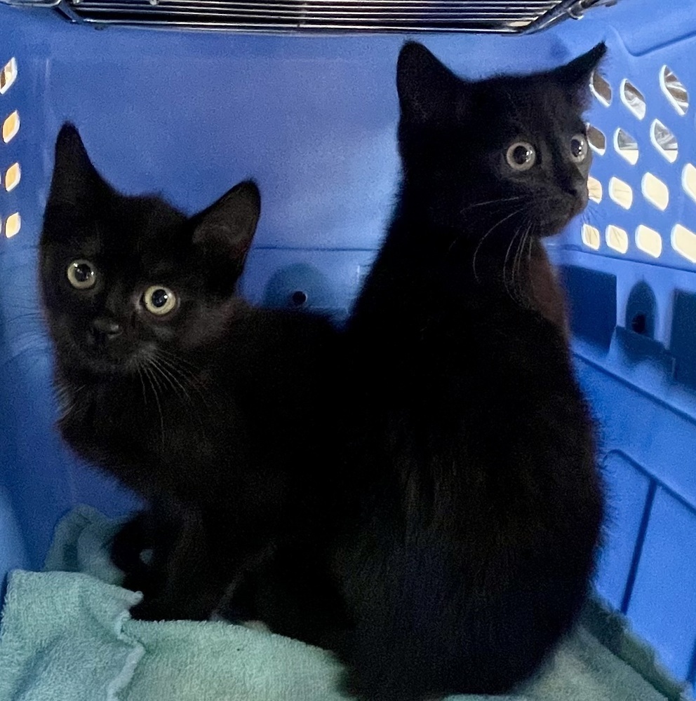 Apricot and Zucchini Bonded Pair