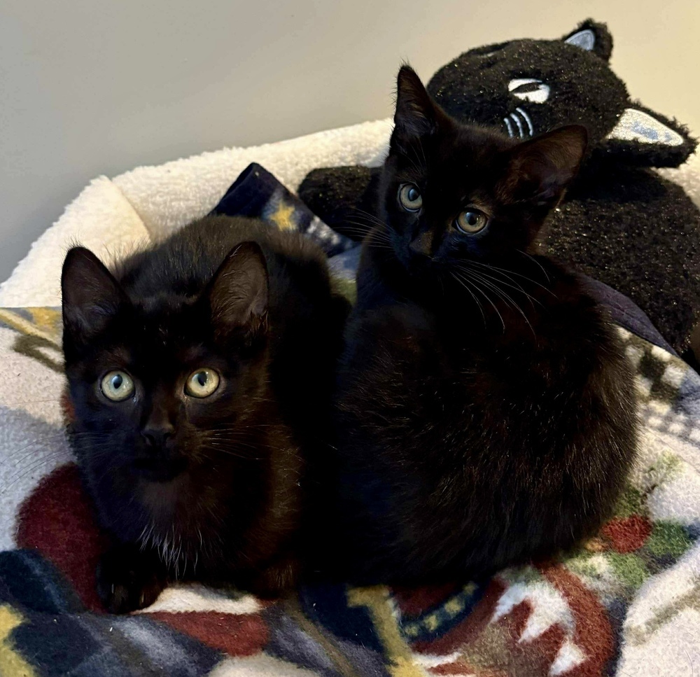 Zucchini and Apricot Bonded Pair