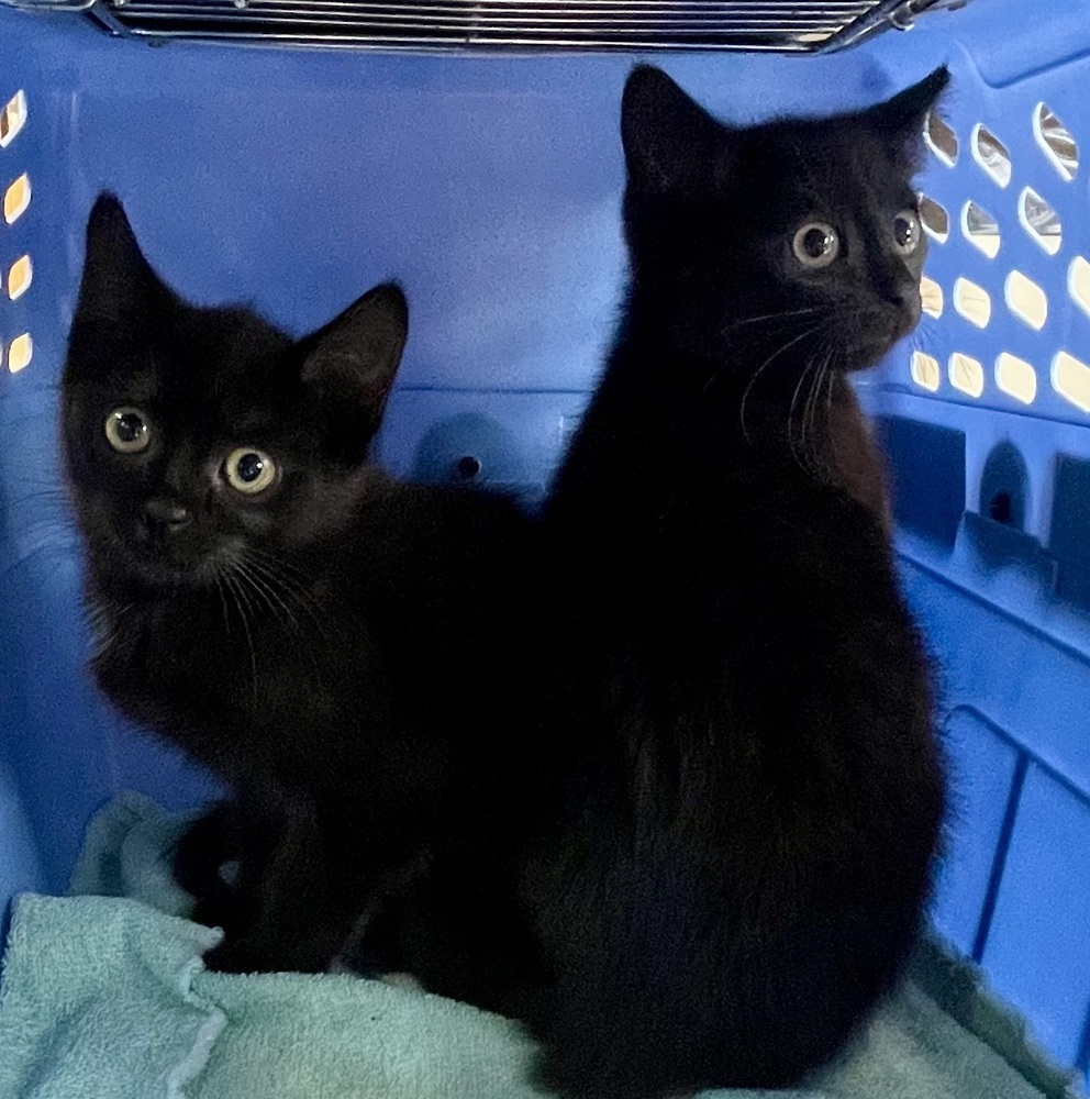 Zucchini and Apricot Bonded Pair