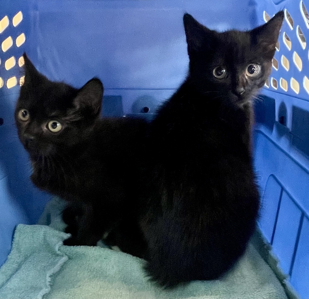 Zucchini and Apricot Bonded Pair