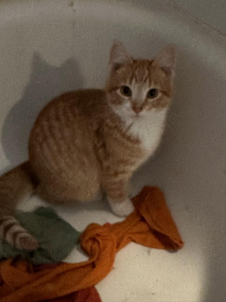 Gingersnap (foster name), an adoptable Domestic Short Hair in Ontario, OR, 97914 | Photo Image 2