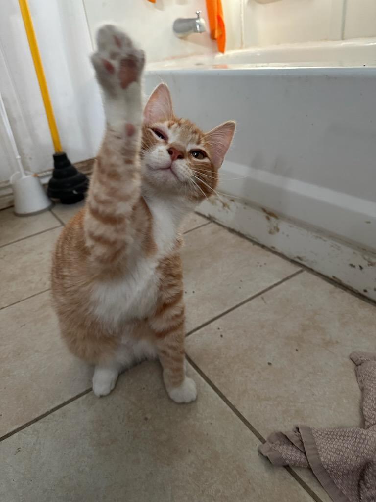 Gingersnap (foster name), an adoptable Domestic Short Hair in Ontario, OR, 97914 | Photo Image 3