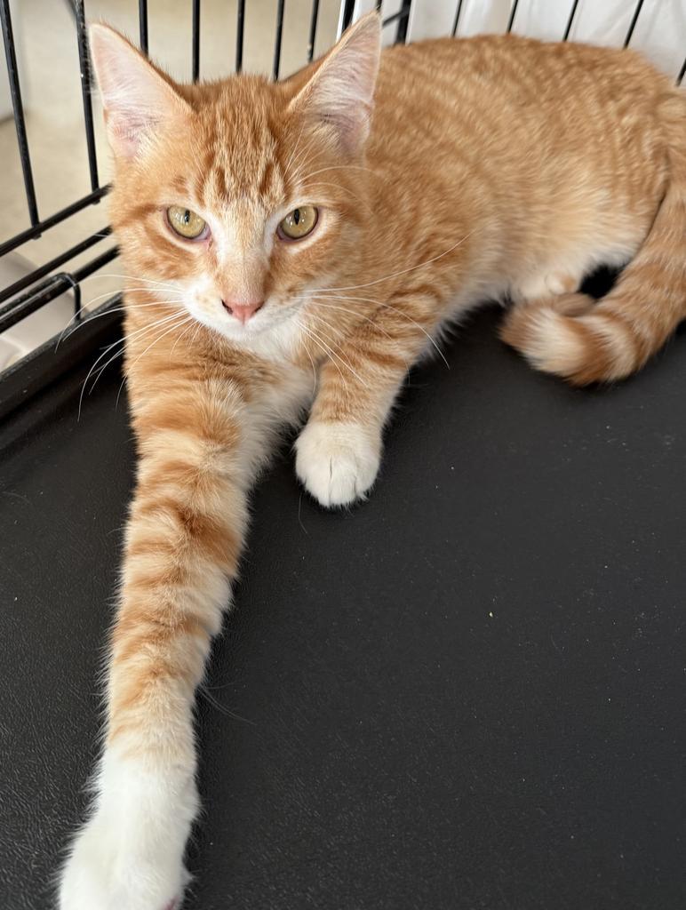 Gingersnap (foster name), an adoptable Domestic Short Hair in Ontario, OR, 97914 | Photo Image 4