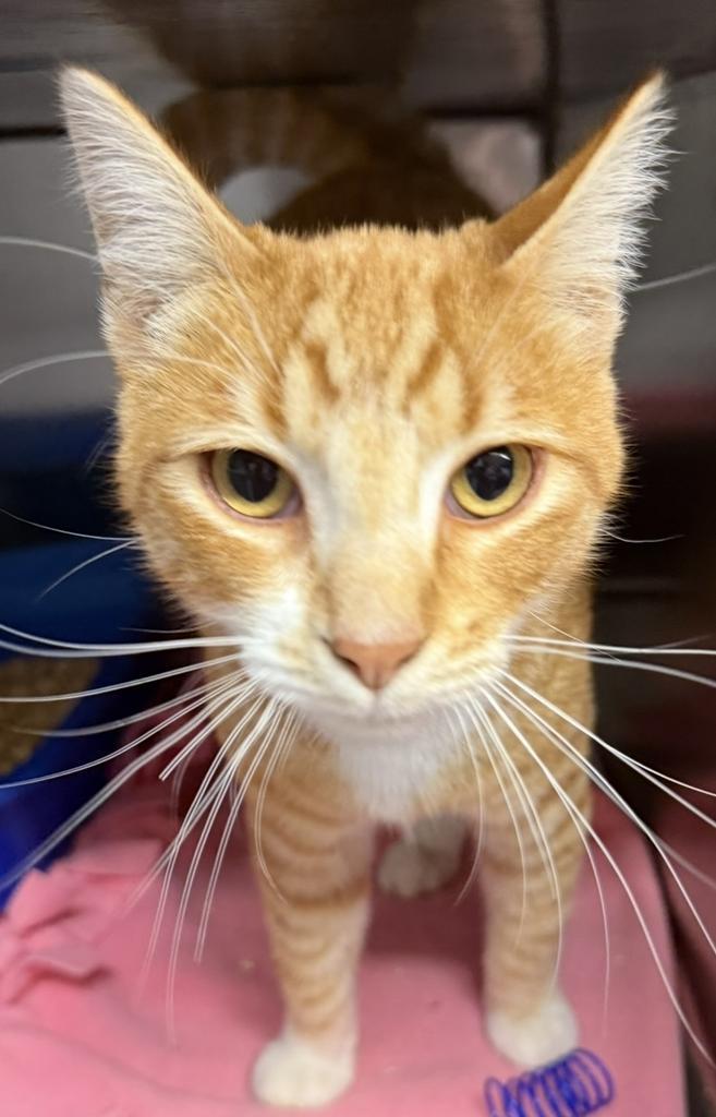 Gingersnap (foster name), an adoptable Domestic Short Hair in Ontario, OR, 97914 | Photo Image 5