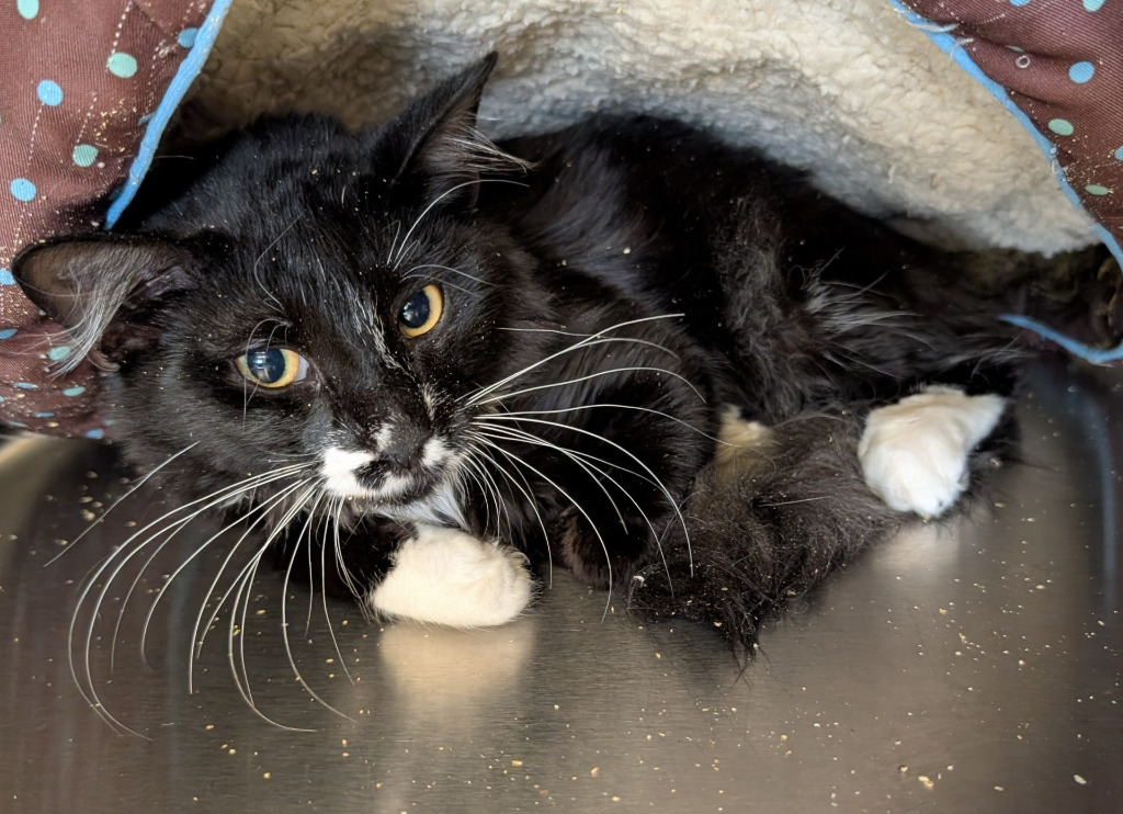 Homie 2, an adoptable Domestic Short Hair in Havre, MT, 59501 | Photo Image 1