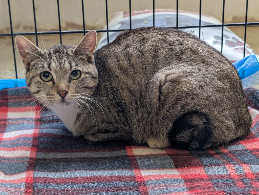 Texas, an adoptable Domestic Short Hair in Havre, MT, 59501 | Photo Image 1