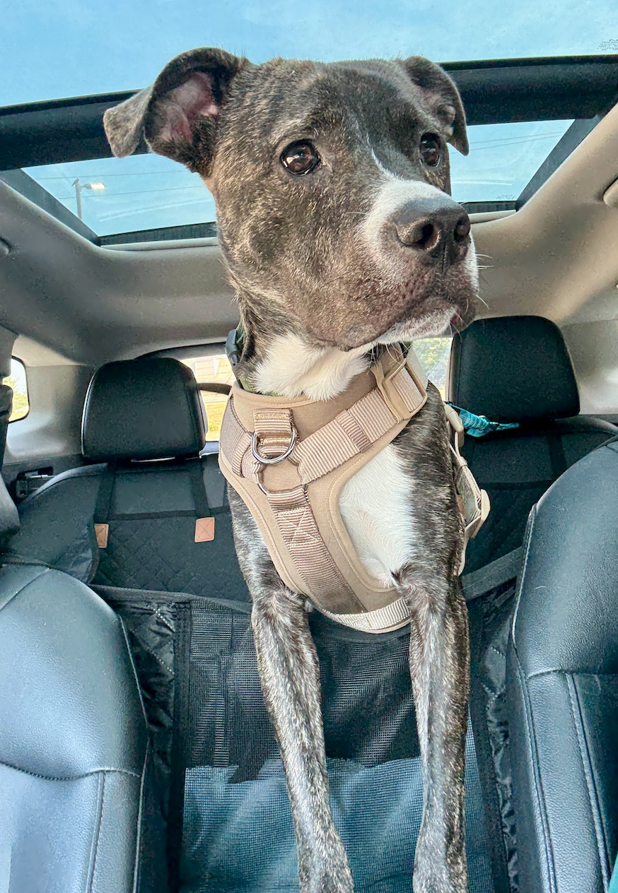 Finn. Needs Foster of Adopter