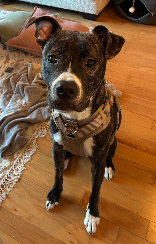 Finn. Needs Foster of Adopter