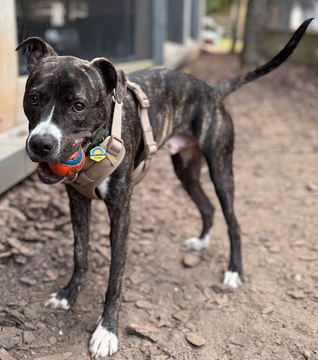 Finn. Needs Foster of Adopter