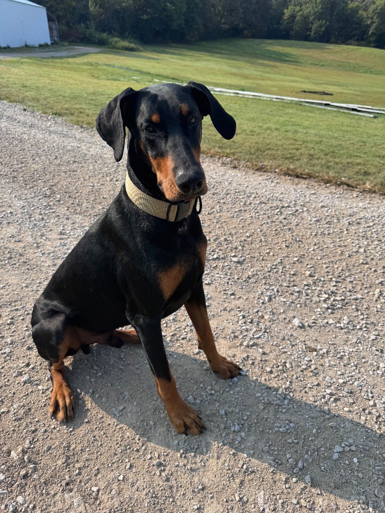 Enzo