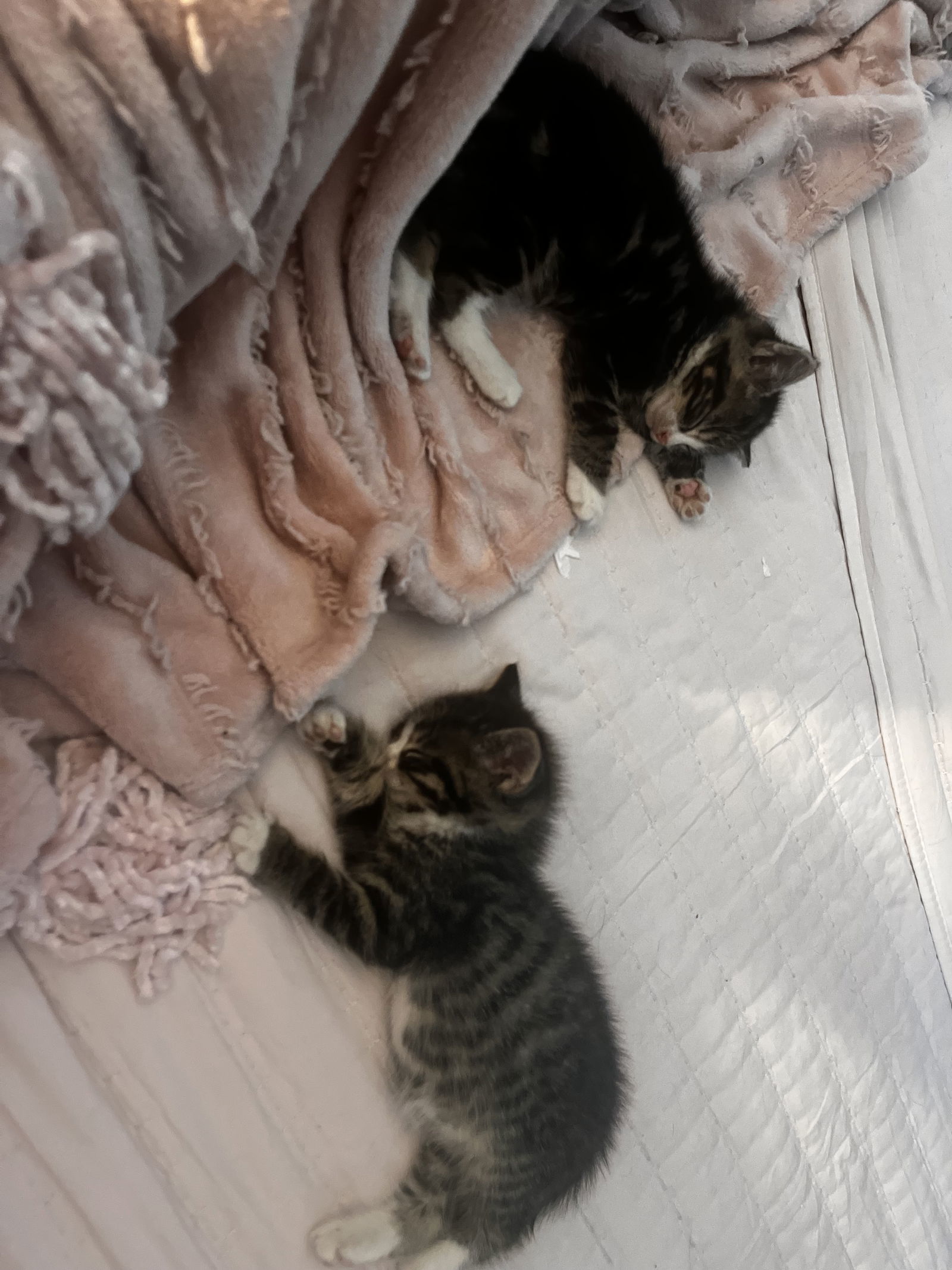 Jack and Henry