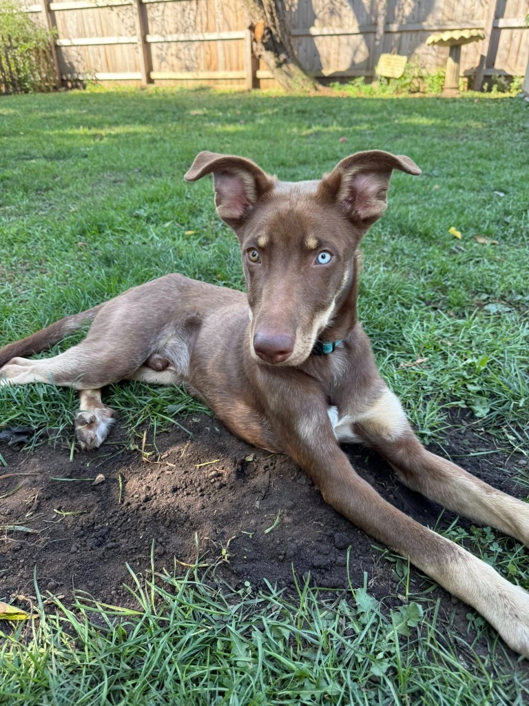 Bailey (Two tone)