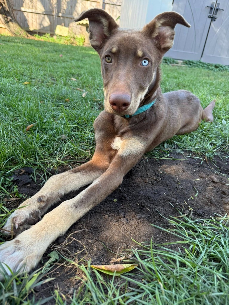 Bailey (Two tone)