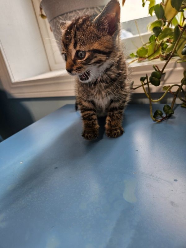 Hashbrown thumbnail 2