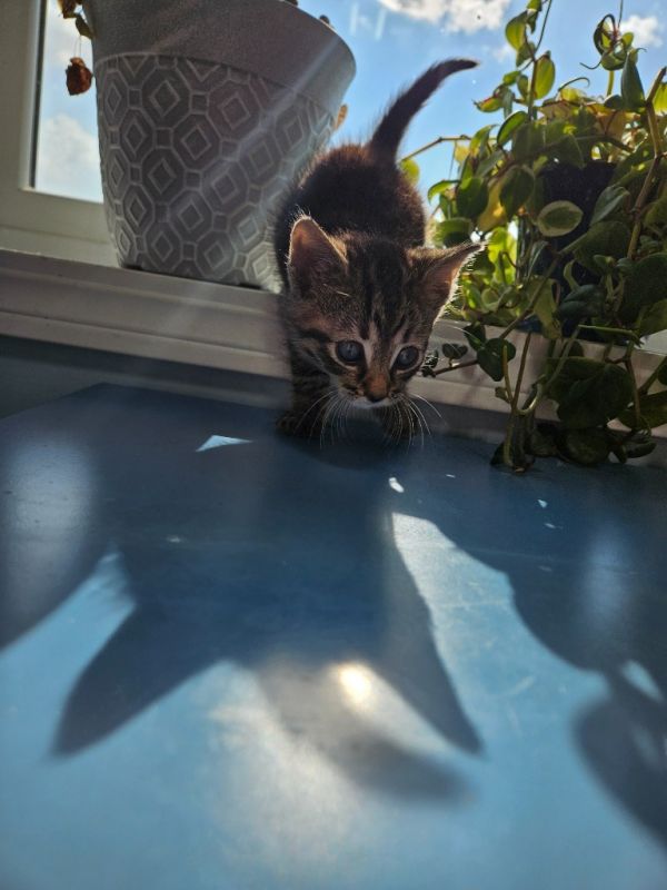 Hashbrown thumbnail 3