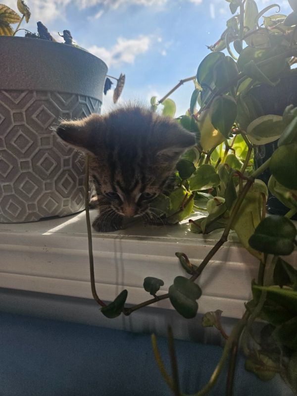 Hashbrown thumbnail 4