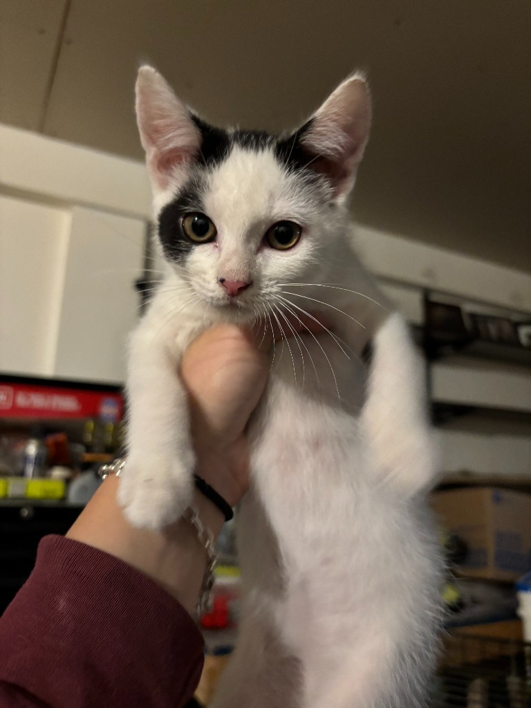 Eloise