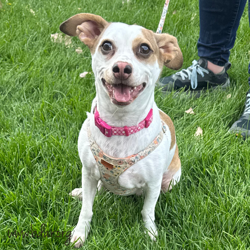 Minnie, an adoptable Chihuahua, Dachshund in Cheyenne, WY, 82009 | Photo Image 1