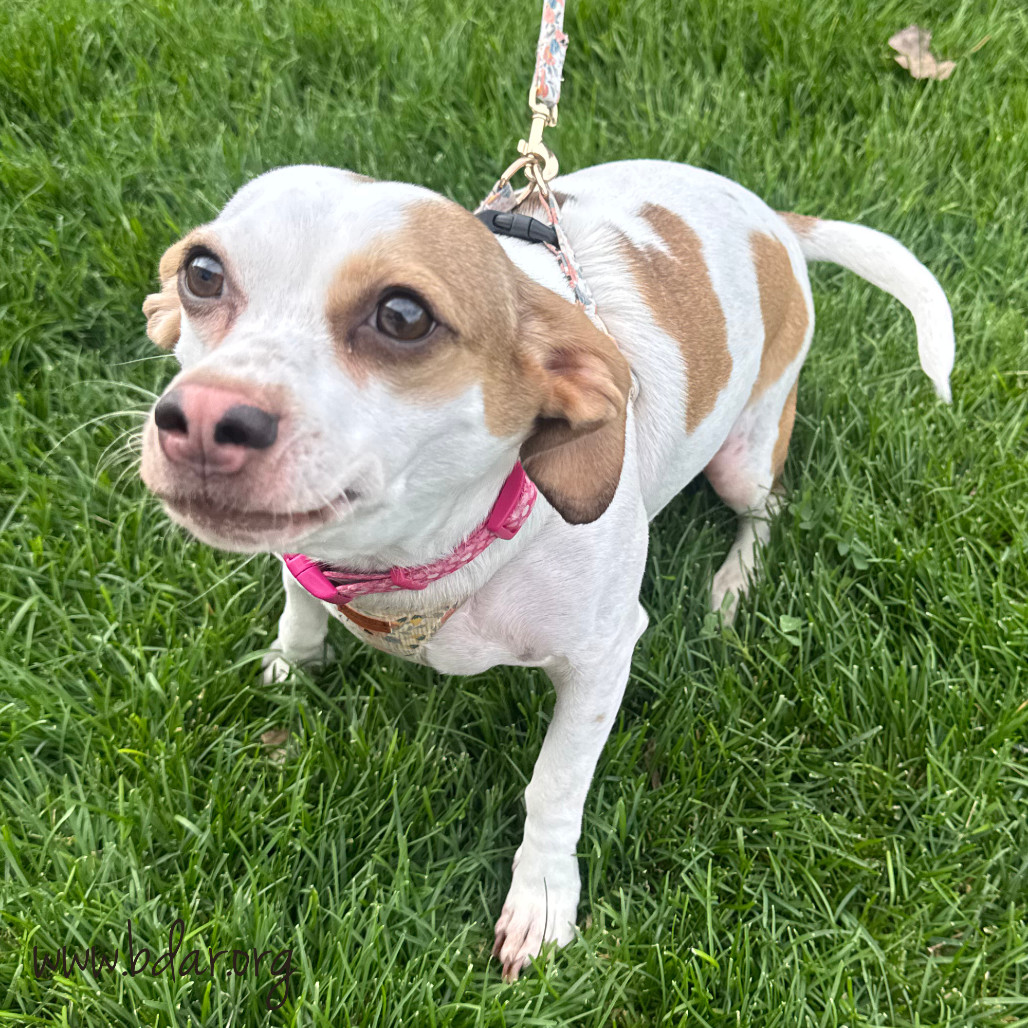 Minnie, an adoptable Chihuahua, Dachshund in Cheyenne, WY, 82009 | Photo Image 2