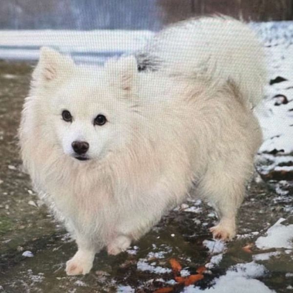 Jack Frost