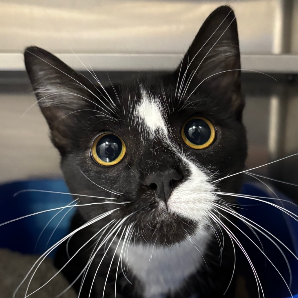 Mr. Handsome (Ziggy) 27599