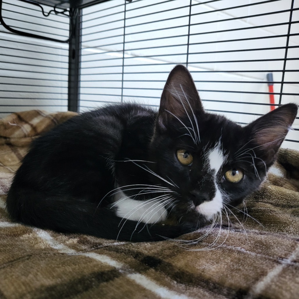 Mr. Handsome (Ziggy) 27599