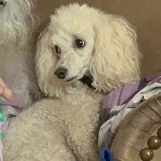Buddy, an adoptable Poodle in Bismarck, ND, 58507 | Photo Image 1