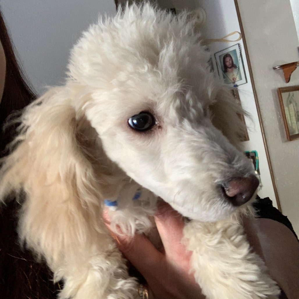 Buddy, an adoptable Poodle in Bismarck, ND, 58507 | Photo Image 2
