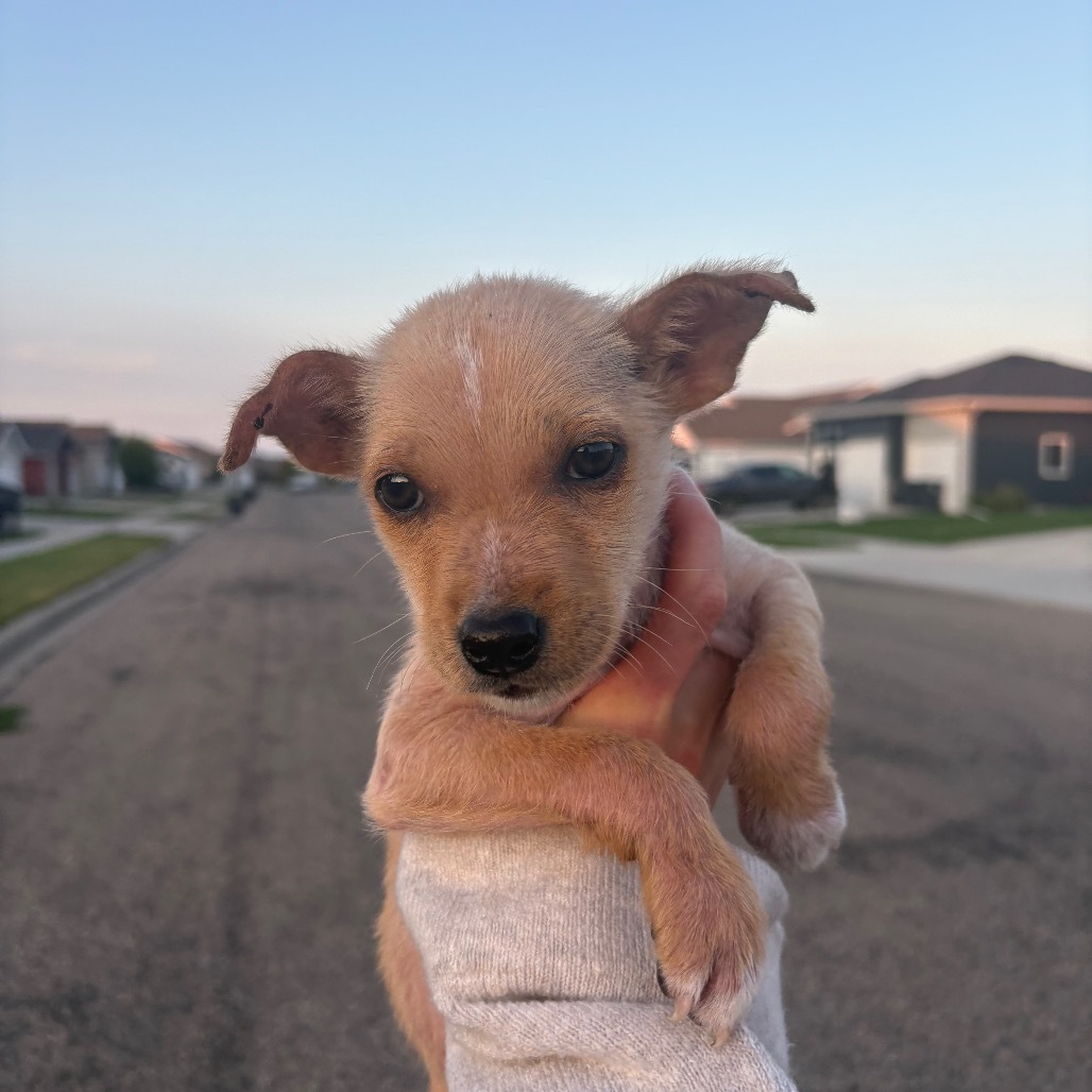 Andie, an adoptable Mixed Breed in Bismarck, ND, 58507 | Photo Image 1