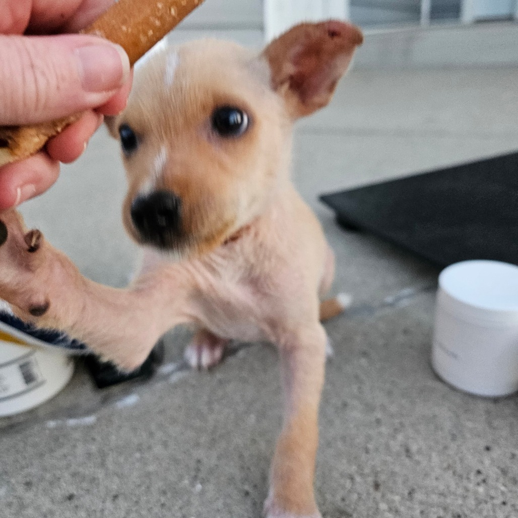 Andie, an adoptable Mixed Breed in Bismarck, ND, 58507 | Photo Image 2