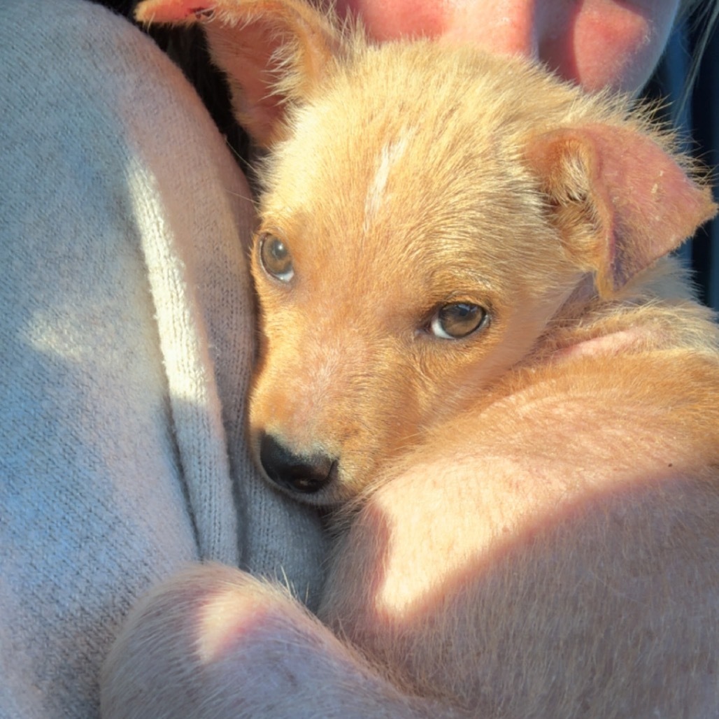 Andie, an adoptable Mixed Breed in Bismarck, ND, 58507 | Photo Image 3