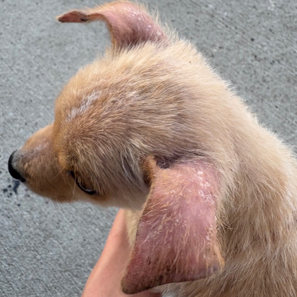 Andie, an adoptable Mixed Breed in Bismarck, ND, 58507 | Photo Image 4