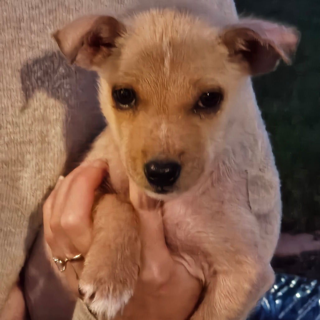 Andie, an adoptable Mixed Breed in Bismarck, ND, 58507 | Photo Image 5