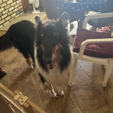Sparky, an adoptable Rough Collie in Bismarck, ND, 58507 | Photo Image 1