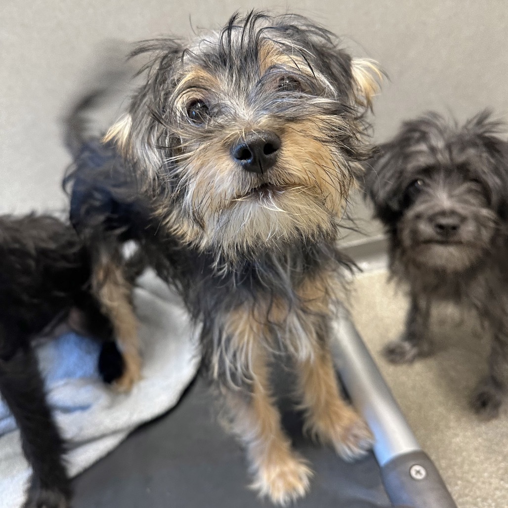 Daffodil, an adoptable Mixed Breed in Hailey, ID, 83333 | Photo Image 1