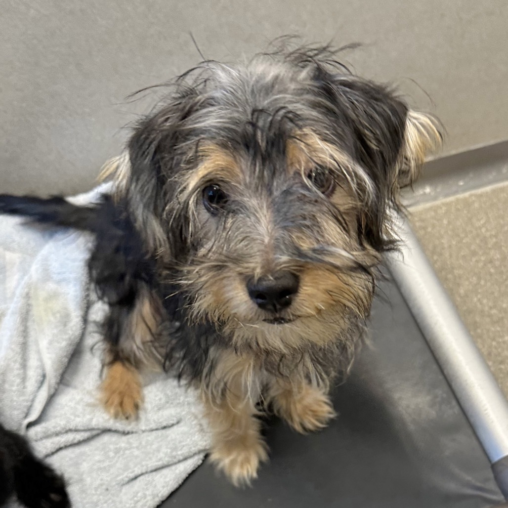 Daffodil, an adoptable Mixed Breed in Hailey, ID, 83333 | Photo Image 2