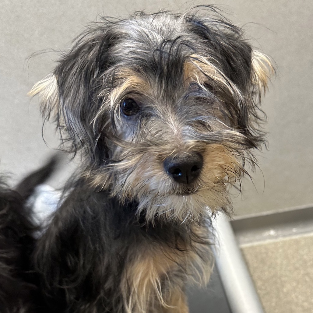 Daffodil, an adoptable Mixed Breed in Hailey, ID, 83333 | Photo Image 3