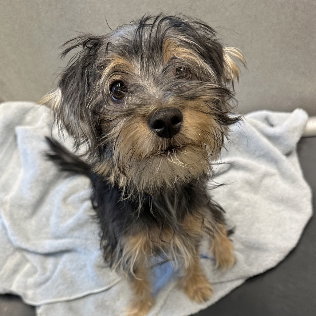 Daffodil, an adoptable Mixed Breed in Hailey, ID, 83333 | Photo Image 4