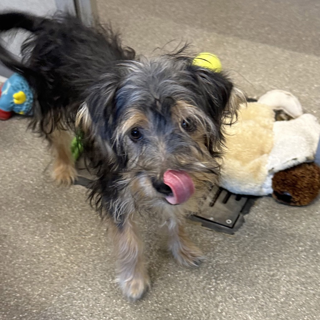 Daffodil, an adoptable Mixed Breed in Hailey, ID, 83333 | Photo Image 5