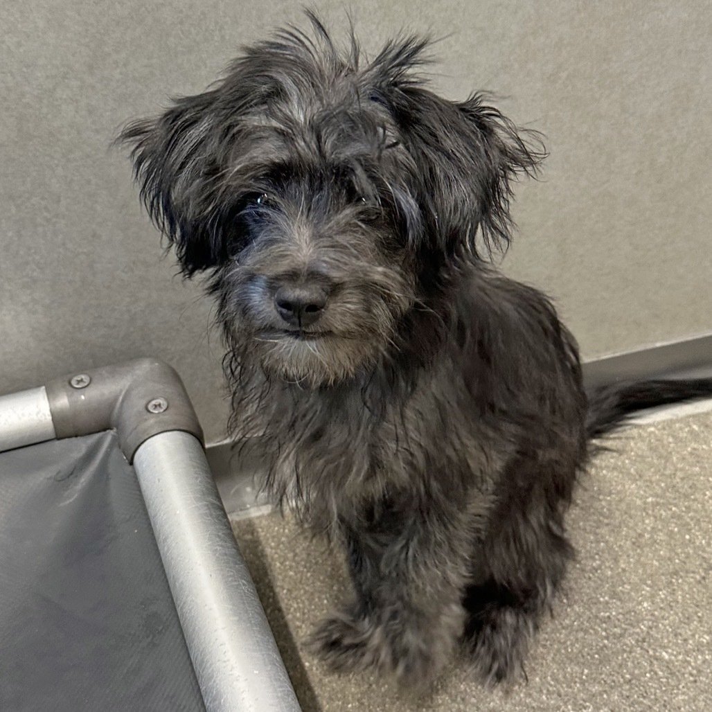 Rose, an adoptable Mixed Breed in Hailey, ID, 83333 | Photo Image 1