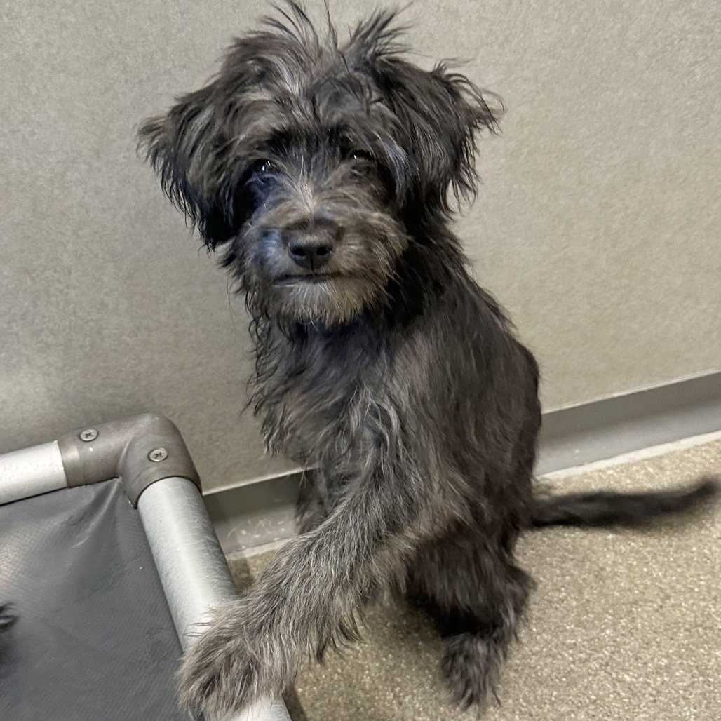 Rose, an adoptable Mixed Breed in Hailey, ID, 83333 | Photo Image 2